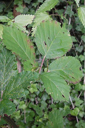Rubus amiantinus \ Asbestschimmernde Brombeere, D Odenwald, Nieder-Liebersbach 28.8.2013