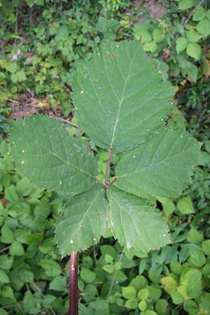 Rubus amiantinus \ Asbestschimmernde Brombeere, D Odenwald, Nieder-Liebersbach 28.8.2013