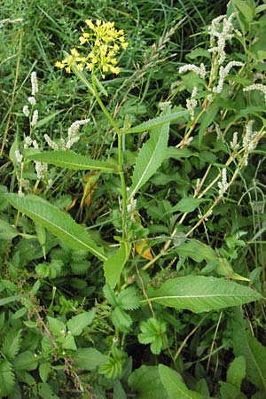 Rorippa amphibia \ Wasser-Kresse / Great Yellow-Cress, D Mannheim 9.9.2013