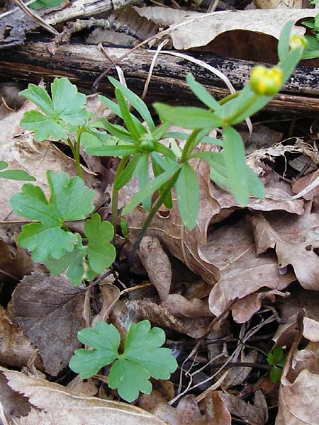 Ranunculus auricomus specJ ? \ Gold-Hahnenfu / Goldilocks, D Pfofeld 29.3.2014