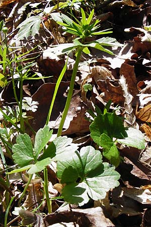 Ranunculus abstrusus \ Sonderbarer Gold-Hahnenfu, D Pfofeld 29.3.2014