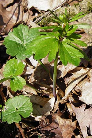 Ranunculus abstrusus \ Sonderbarer Gold-Hahnenfu / Peculiar Goldilocks, D Pfofeld 29.3.2014