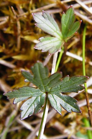 Ranunculus acris subsp. acris / Meadow Buttercup, D Andechs 31.3.2014