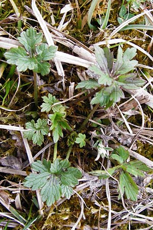 Ranunculus acris subsp. acris \ Scharfer Hahnenfu / Meadow Buttercup, D Andechs 31.3.2014