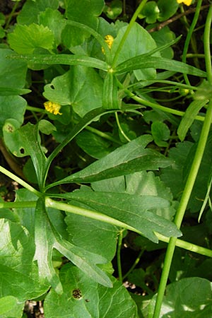 Ranunculus reichertii \ Reichert-Gold-Hahnenfu / Reichert's Goldilocks, D Offenbach-Hundheim 12.4.2014