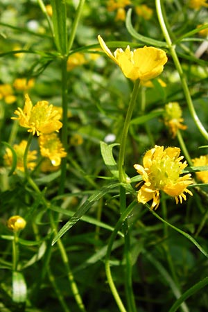 Ranunculus reichertii \ Reichert-Gold-Hahnenfu / Reichert's Goldilocks, D Offenbach-Hundheim 12.4.2014