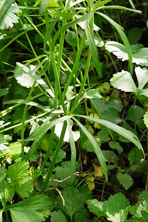 Ranunculus reichertii \ Reichert-Gold-Hahnenfu / Reichert's Goldilocks, D Offenbach-Hundheim 12.4.2014