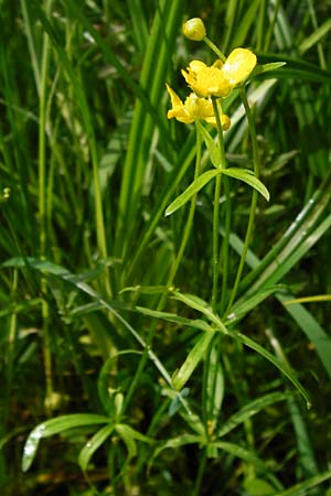 Ranunculus recticaulis \ Aufrechter Gold-Hahnenfu, D Hassenbach 2.5.2014