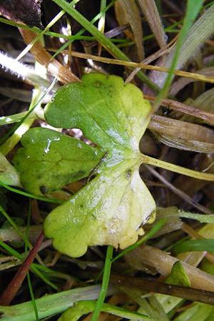 Ranunculus recticaulis / Upright Goldilocks, D Hassenbach 2.5.2014