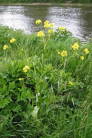 Rorippa amphibia \ Wasser-Kresse / Great Yellow-Cress, D Mannheim 8.5.2014