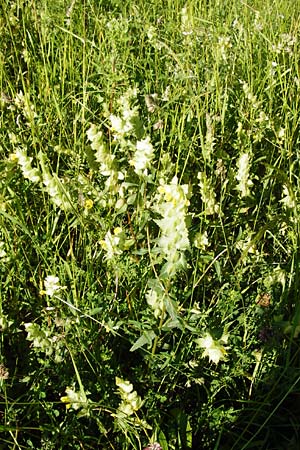 Rhinanthus alectorolophus \ Zottiger Klappertopf / Greater Yellow-Rattle, D Gimbsheim 23.5.2014