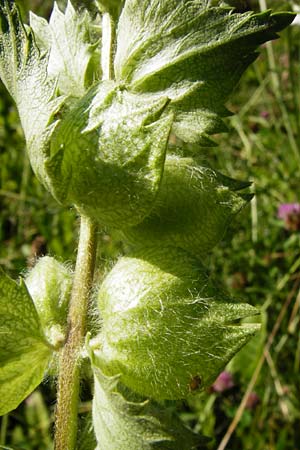 Rhinanthus alectorolophus \ Zottiger Klappertopf / Greater Yellow-Rattle, D Groß-Gerau 6.6.2014