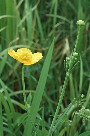 Ranunculus lingua \ Zungen-Hahnenfu / Greater Spearwort, D Vorpommern, Peene-Wiesen Gützkow 26.6.1995