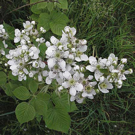 Rubus armeniacus \ Garten-Brombeere, Armenische Brombeere / Armenian Blackberry, Himalayan Blackberry, D Mannheim 18.5.2006