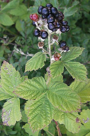 Rubus mougeotii ? \ Mougeots Haselblatt-Brombeere, D Zeutern 4.7.2011