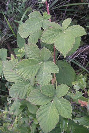 Rubus mougeotii ? \ Mougeots Haselblatt-Brombeere / Mougeot's Bramble, D Zeutern 4.7.2011