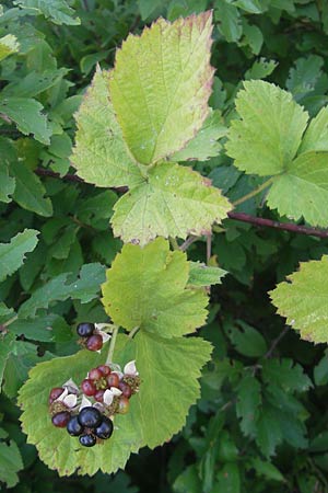 Rubus mougeotii ? \ Mougeots Haselblatt-Brombeere, D Zeutern 4.7.2011