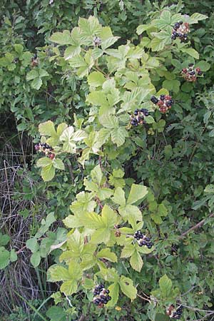 Rubus mougeotii ? \ Mougeots Haselblatt-Brombeere / Mougeot's Bramble, D Zeutern 4.7.2011