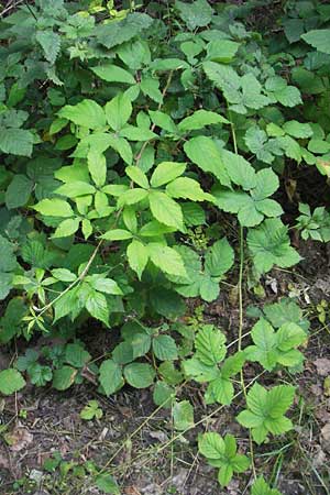 Rubus montanus \ Mittelgebirgs-Brombeere, D Nussloch 6.7.2011