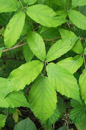 Rubus montanus \ Mittelgebirgs-Brombeere, D Nussloch 6.7.2011