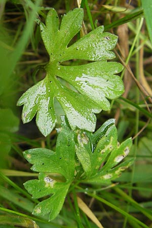 Ranunculus borchers-kolbiae \ Gestielter Gold-Hahnenfu / Petiolate Goldilocks, D Erding 6.5.2012