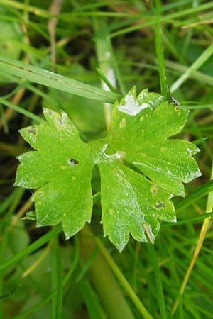 Ranunculus borchers-kolbiae \ Gestielter Gold-Hahnenfu, D Erding 6.5.2012