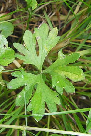 Ranunculus borchers-kolbiae \ Gestielter Gold-Hahnenfu, D Erding 6.5.2012