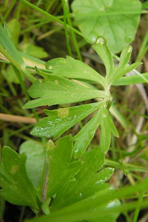 Ranunculus borchers-kolbiae \ Gestielter Gold-Hahnenfu, D Erding 6.5.2012