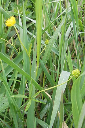 Ranunculus borchers-kolbiae \ Gestielter Gold-Hahnenfu, D Erding 6.5.2012