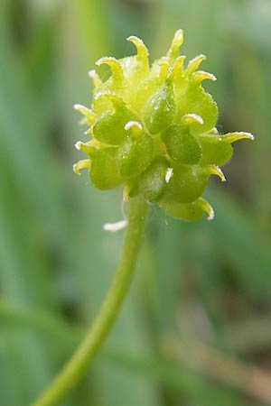 Ranunculus borchers-kolbiae \ Gestielter Gold-Hahnenfu / Petiolate Goldilocks, D Erding 6.5.2012