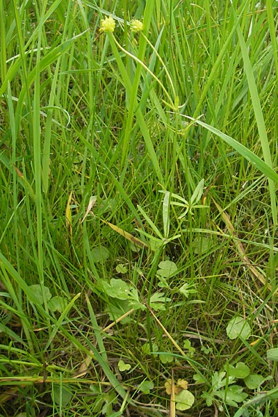 Ranunculus borchers-kolbiae \ Gestielter Gold-Hahnenfu / Petiolate Goldilocks, D Erding 6.5.2012