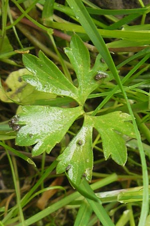 Ranunculus borchers-kolbiae \ Gestielter Gold-Hahnenfu / Petiolate Goldilocks, D Erding 6.5.2012