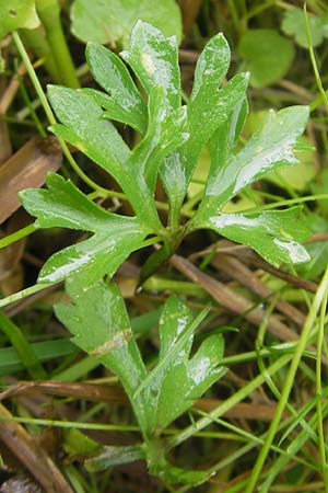 Ranunculus borchers-kolbiae \ Gestielter Gold-Hahnenfu / Petiolate Goldilocks, D Erding 6.5.2012