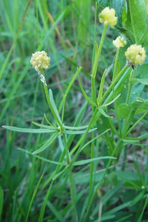 Ranunculus auricomus specI ? \ Gold-Hahnenfu / Goldilocks, D Pfalz, Speyer 25.5.2012