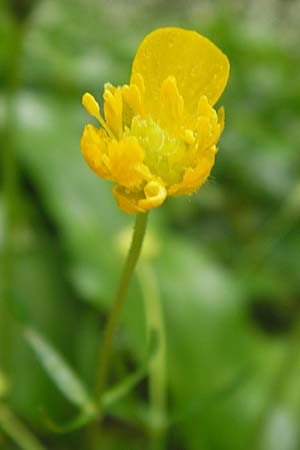 Ranunculus biclaterae \ Drei-Frauen-Goldhahnenfu, D Röthlein 5.5.2013