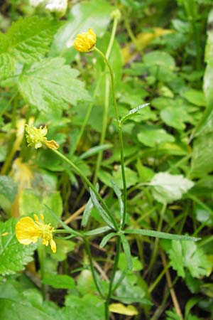 Ranunculus biclaterae \ Drei-Frauen-Goldhahnenfu, D Röthlein 5.5.2013