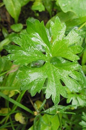 Ranunculus biclaterae \ Drei-Frauen-Goldhahnenfu, D Röthlein 5.5.2013