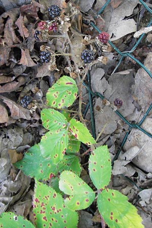 Rubus bifrons \ Zweifarbige Brombeere, D Odenwald, Juhöhe 28.8.2013