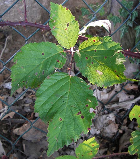 Rubus bifrons \ Zweifarbige Brombeere, D Odenwald, Juhöhe 28.8.2013