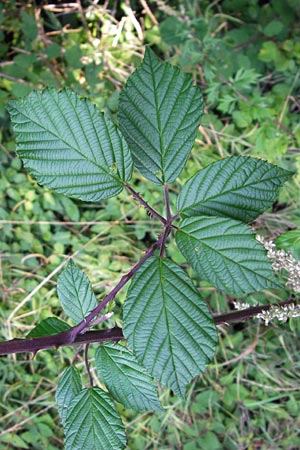 Rubus bifrons \ Zweifarbige Brombeere / Twice-Leaved Bramble, Himalayan Berry, D Odenwald, Juhöhe 28.8.2013