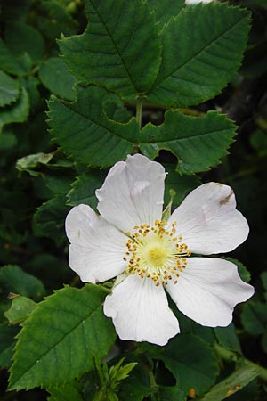 Rosa balsamica \ Flaum-Rose, Stumpfblttrige Rose / Round-Leaved Dog Rose, D Lampertheim 12.5.2014