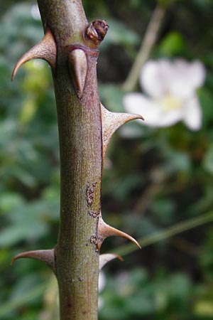 Rosa balsamica \ Flaum-Rose, Stumpfblttrige Rose, D Lampertheim 12.5.2014