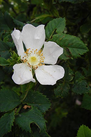 Rosa balsamica \ Flaum-Rose, Stumpfblättrige Rose, D Lampertheim 12.5.2014