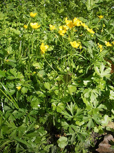 Ranunculus chrysoleptos \ Feinblttriger Gold-Hahnenfu / Fine-Leaved Goldilocks, D Hambrücken 9.4.2011