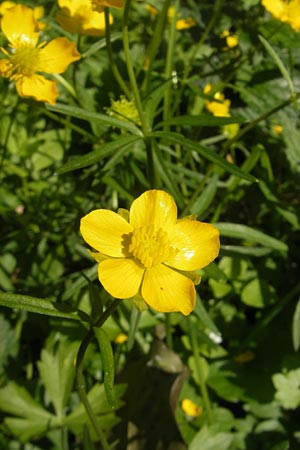 Ranunculus chrysoleptos \ Feinblttriger Gold-Hahnenfu, D Hambrücken 9.4.2011