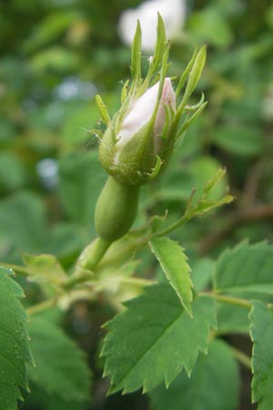 Rosa corymbifera \ Hecken-Rose, D Heppenheim 11.5.2011