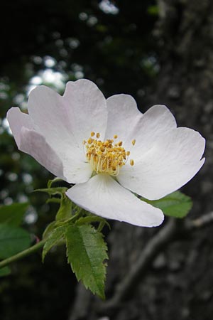 Rosa corymbifera \ Hecken-Rose, D Heppenheim 11.5.2011