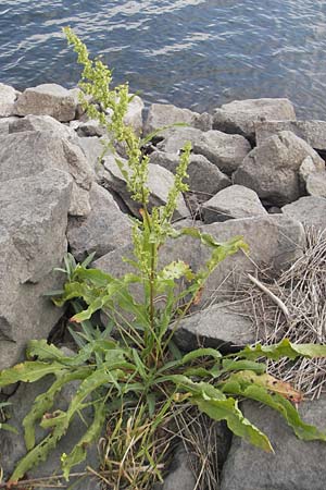 Rumex crispus \ Krauser Ampfer / Curled Dock, D Mannheim 4.6.2011