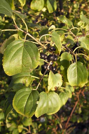 Rhamnus cathartica \ Purgier-Kreuzdorn, Echter Kreuzdorn, D Waghäusel 8.10.2011