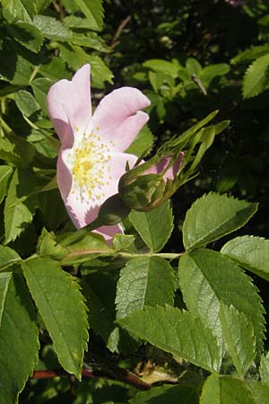 Rosa canina \ Hunds-Rose, D Rheinhessen, Jugenheim 24.5.2012